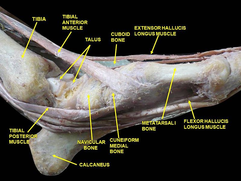 Tibialis Posterior Pain Reduction Massage Make The Most Of Massage